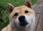 雷火电竞网站-慈善赛奇观，萨拉赫单骑戏红魔，库尔图瓦十连扑定乾坤