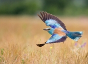 雷火电竞亚洲先驱-跨界风暴，美加墨世界杯焦点战中的雄鹿封锁独行侠篮球对决