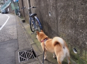 雷火电竞简介-雷霆撕裂北境，贝恩生死时刻接管西决，率队硬仗破猛龙