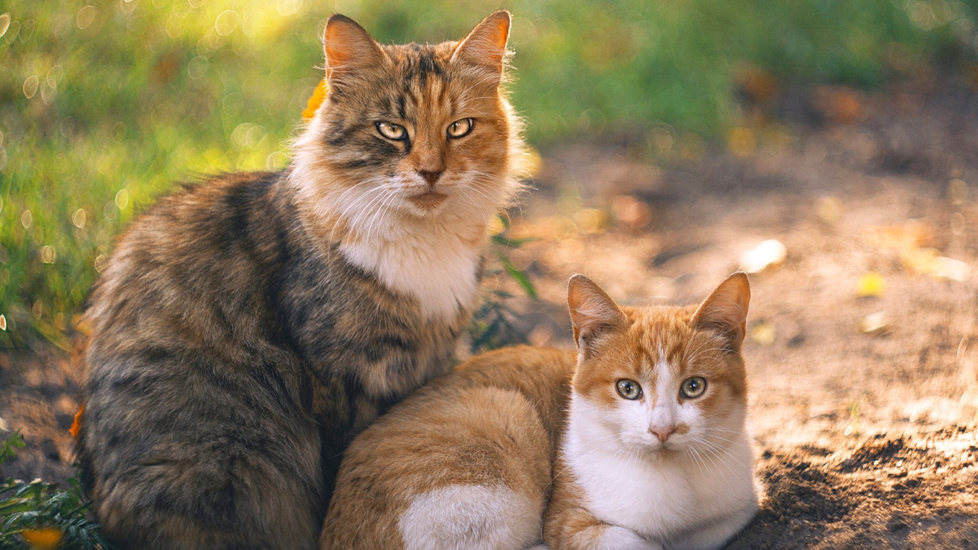 征服芝加哥之夜，班凯罗如何将联合中心化为帝国末路？
