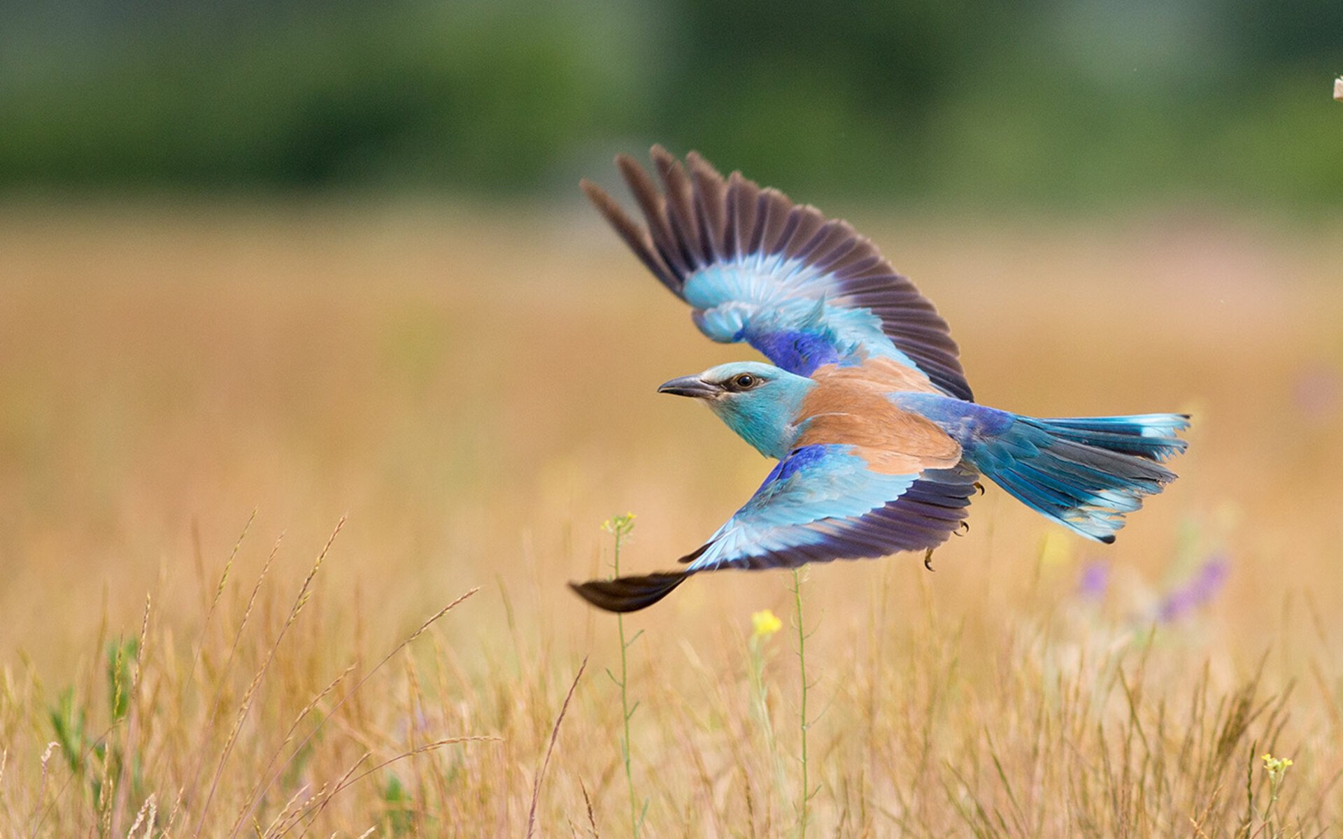 跨界风暴，美加墨世界杯焦点战中的雄鹿封锁独行侠篮球对决
